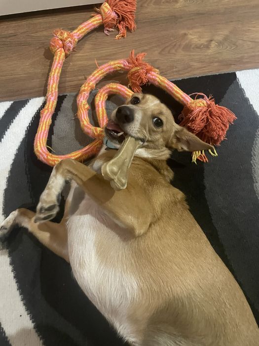 Oddam suczke w dobre rece