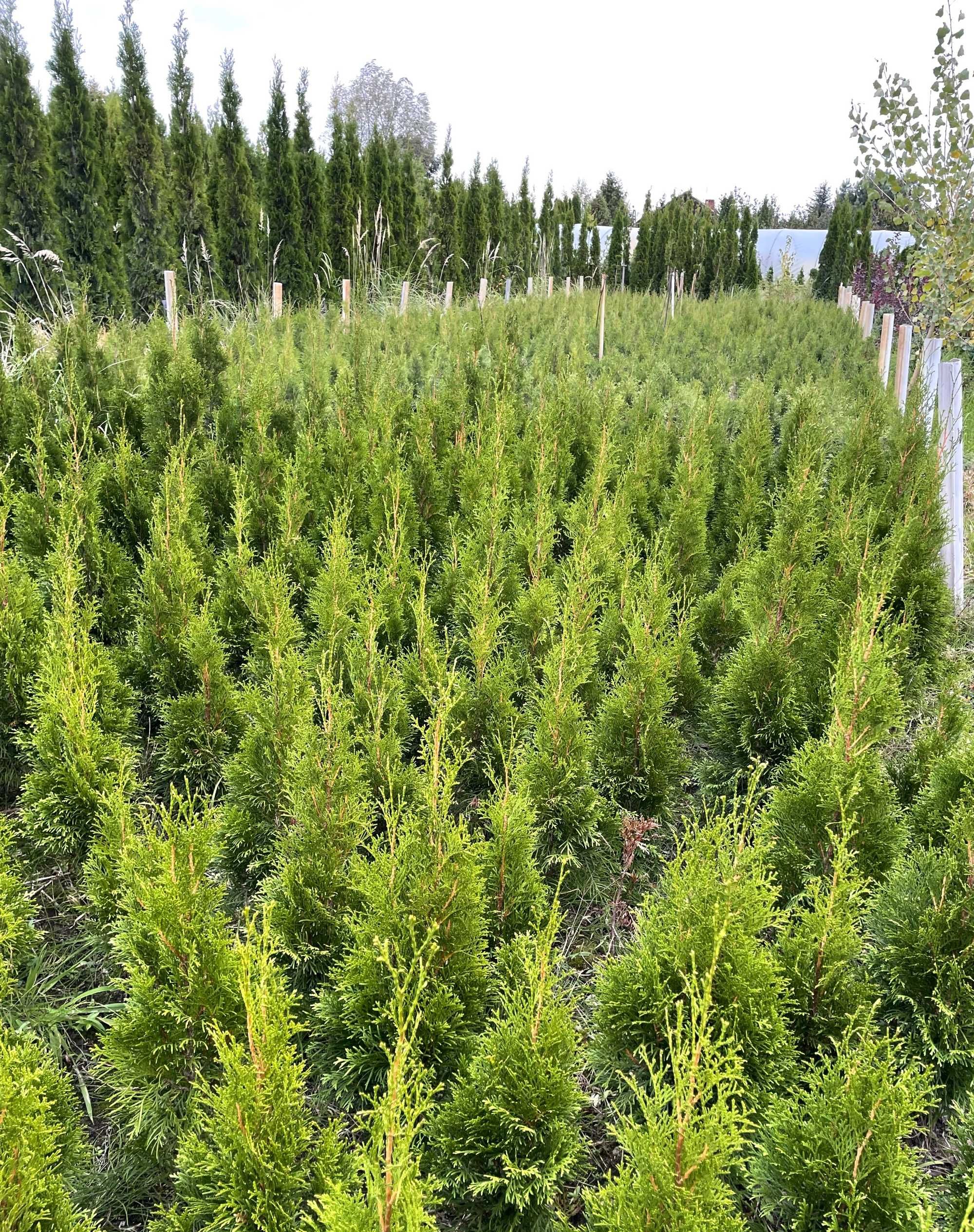 tuja szmaragd, thuja 70-80cm iglaki GĘSTE hurt detal transport wysyłka