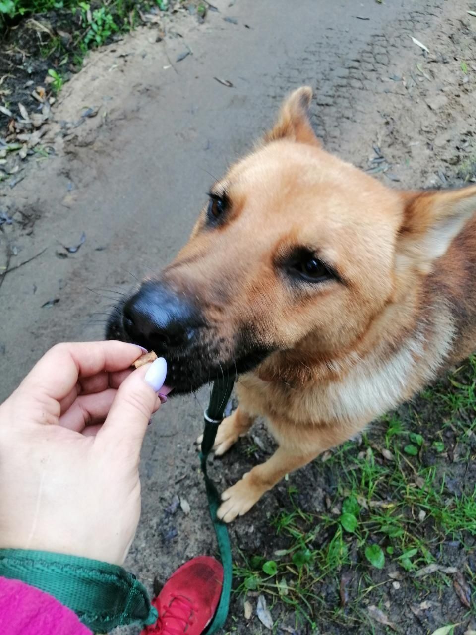 ZOMA młody pies w typie owczarka niemieckiego szuka domu