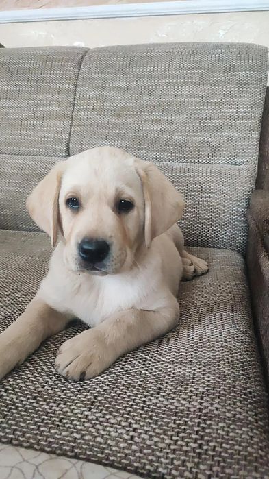 Лобрадор ретрівер