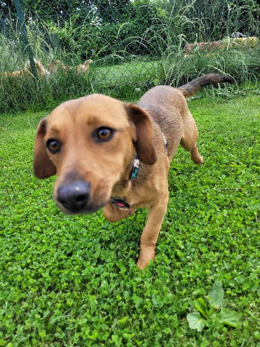 Młoda cudowna sunia kochająca ludzi szuka PILNIE dobrego domku