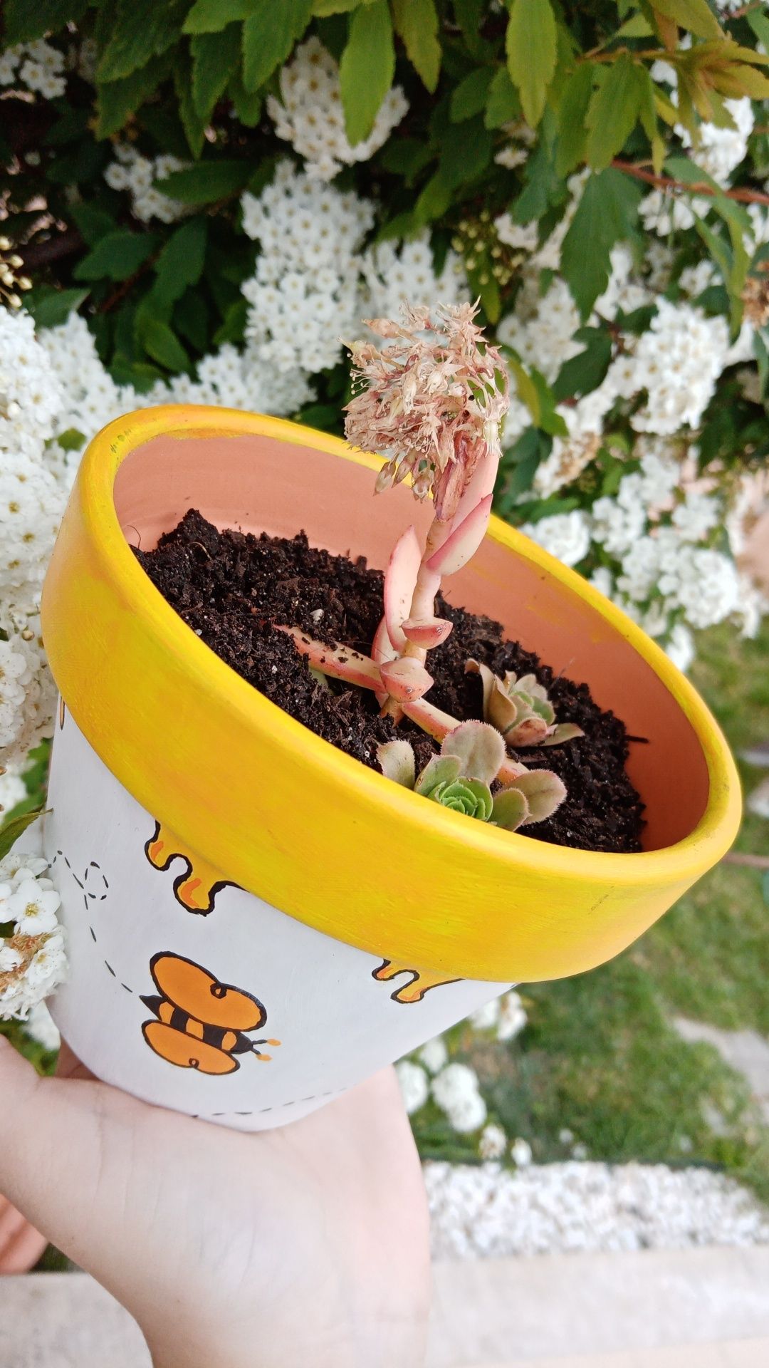 Plantas em vasos personalizados