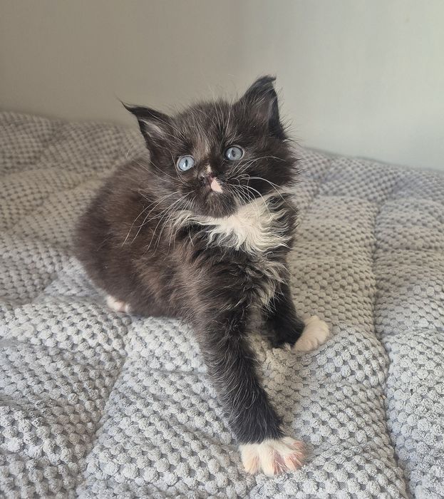 Czarny z białym kocurek Maine coon!!!