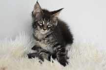 Kotka Maine Coon /Rodowód FPL