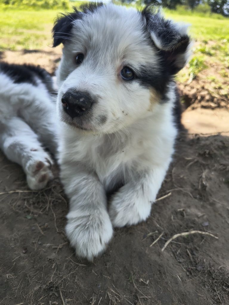 Suczka border collie tri color 2