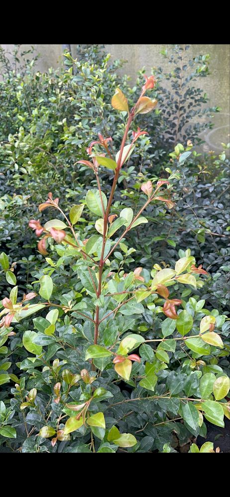 Eugenia Newport / Plantas para vedação Jardim