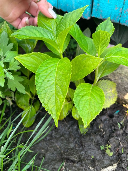 Папоротник. Папоротник садовый. Папороть.