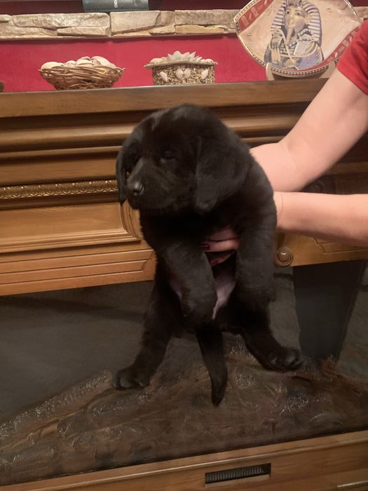 Продам цуценят Лабрадорів