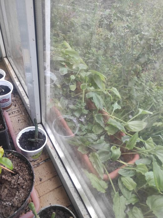 Віддам безкоштовно вазони з рослинами