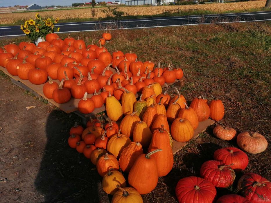 Dynia  jadalna ozdobna halloween
