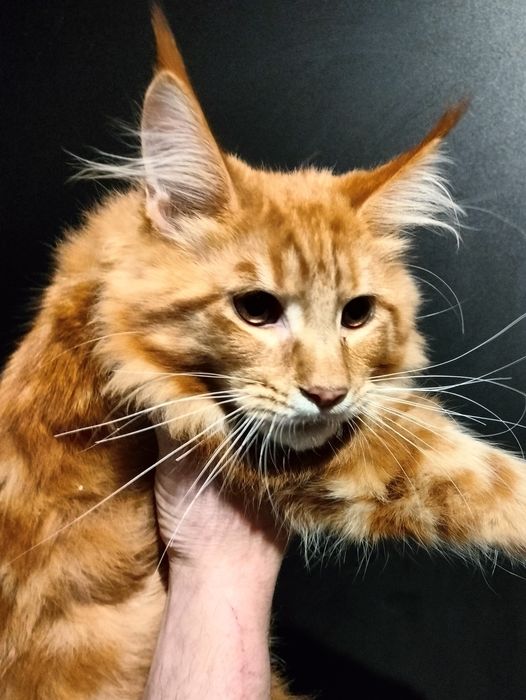 Kot maine coon, kocurek gotowy do odbioru