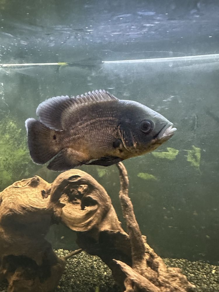 Oscar e polypterus endlicheri