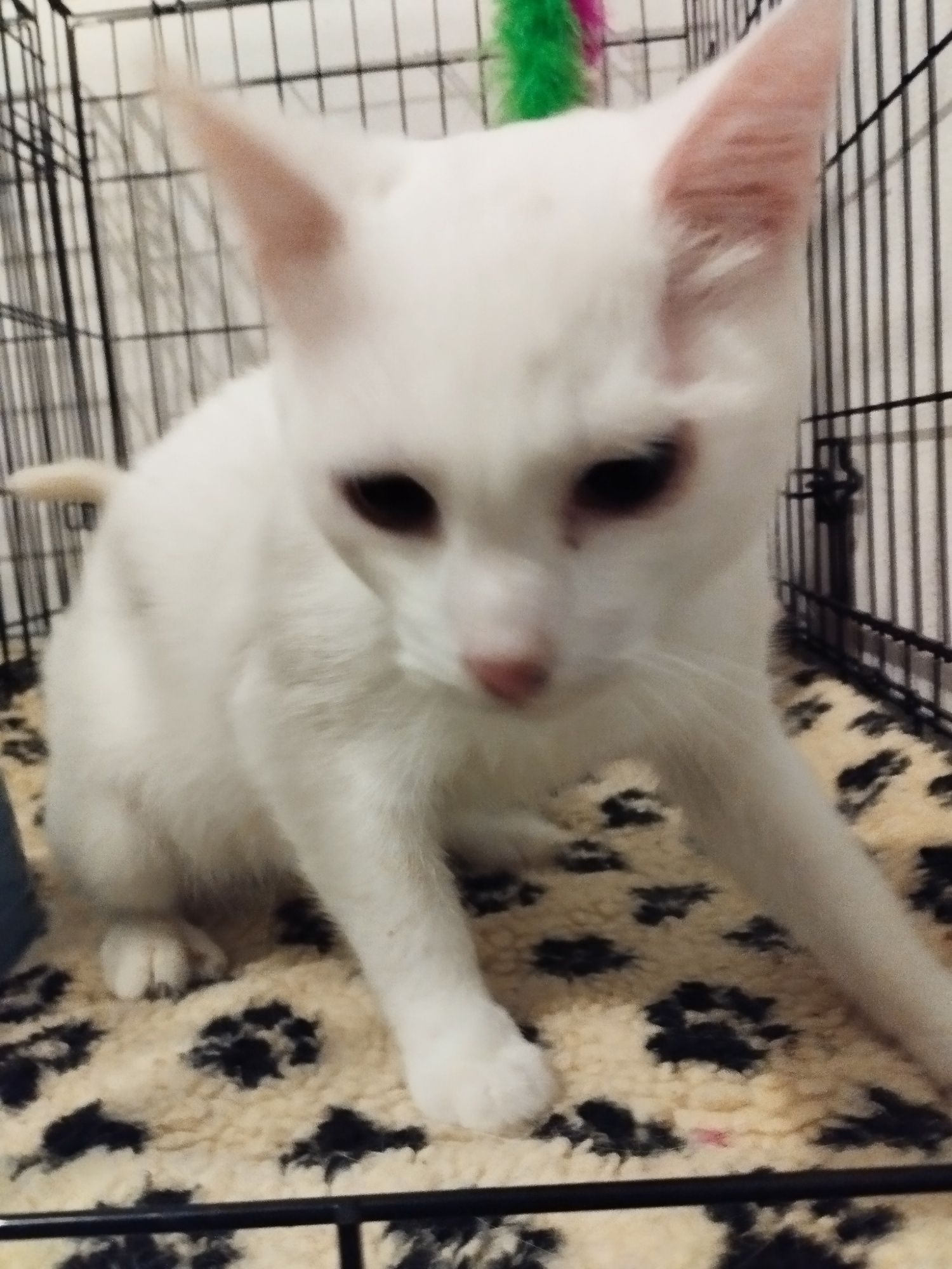 Gatinhos brancos para adoção responsável