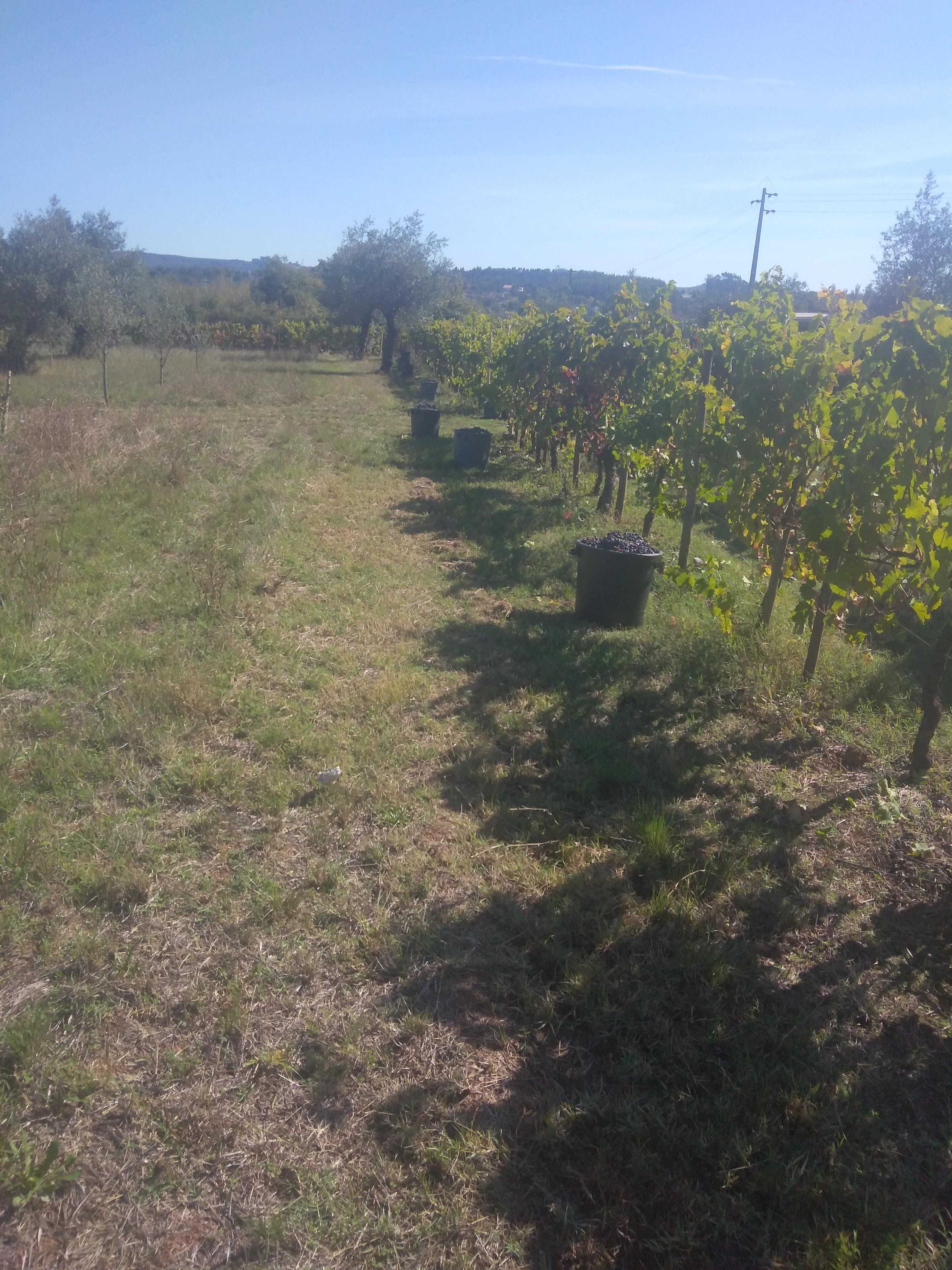 Vendem-se uvas para vinho , Zona Ansião