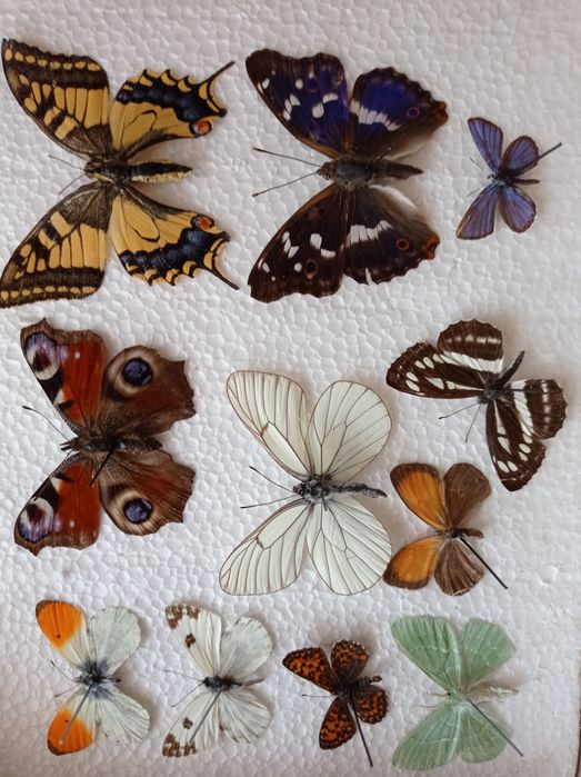 Ентомологічна колекція комах жуки метелики коллекция насекомых
