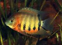 Pielęgnica heros severum rotkeil 7-8cm