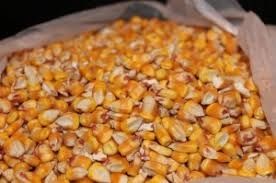 Кукуруза зерно на корм