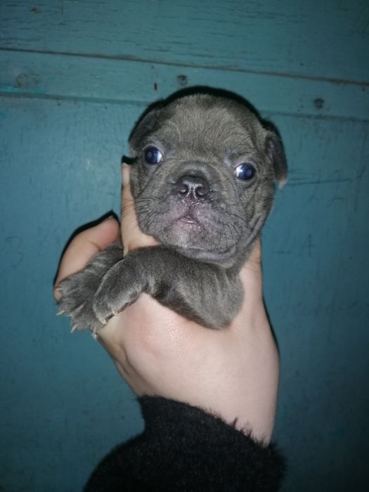 Французики Чистокровні хлопчики та дівчатка є доставка з рук в руки