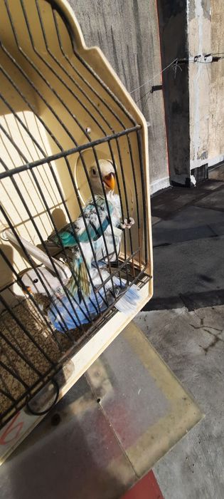 Agarponis Roseicollis