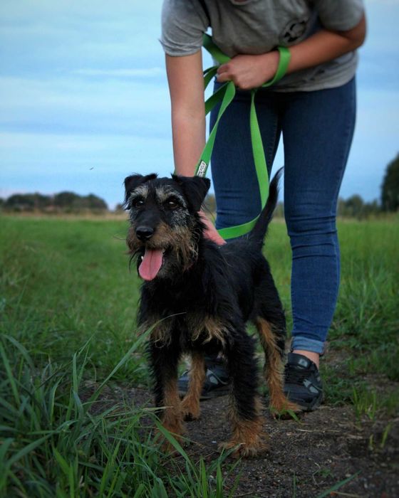 Twix – wierne psie serce szuka kogoś, kto go pokocha