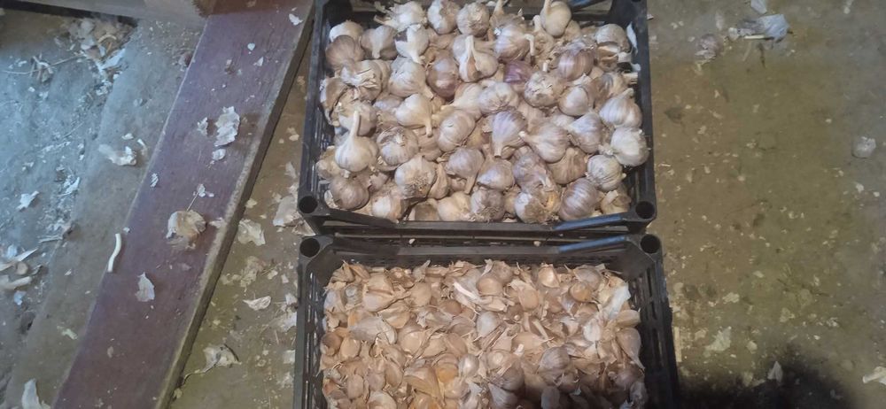 Продам озимий часник