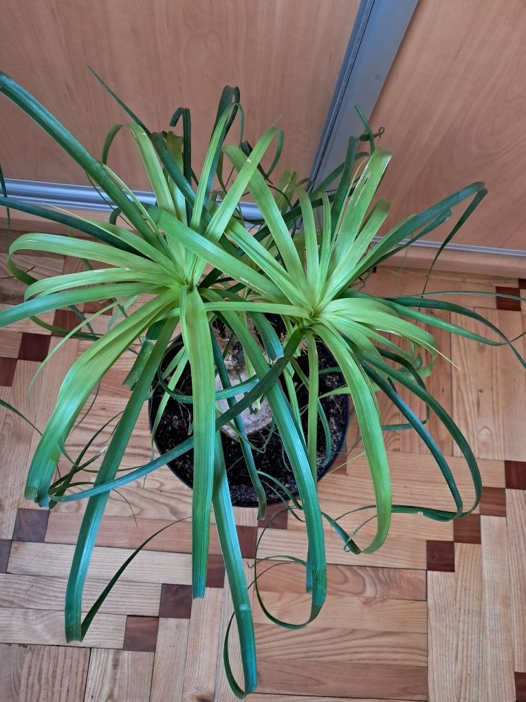 Figa figowiec duży kawa bonsai unikat