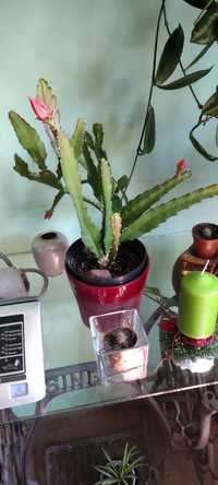 Kaktus. 1 sztuka
