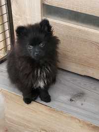 Śliczny pomeranian piesek.