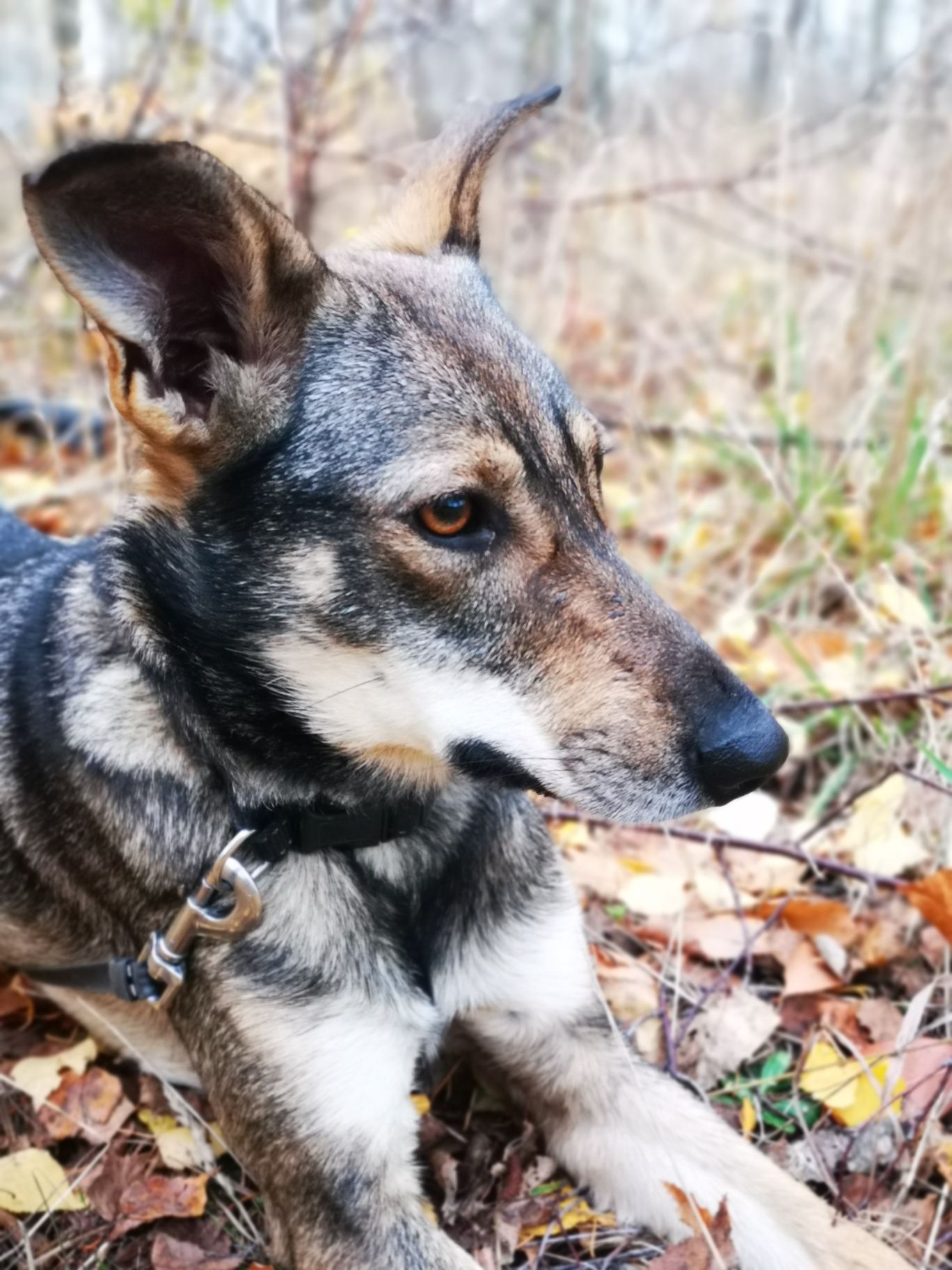 Shira - cudna suczka do adopcji