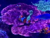 Montipora red - akwarium morskie