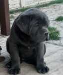 Cane Corso szczeniak