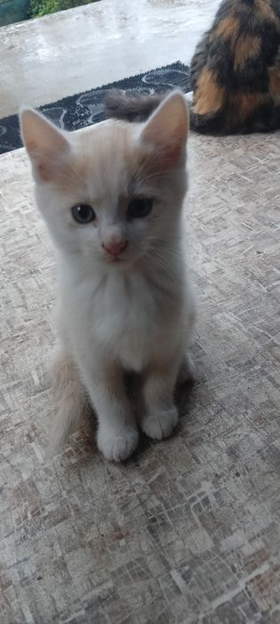 Віддамо котенят у добрі руки