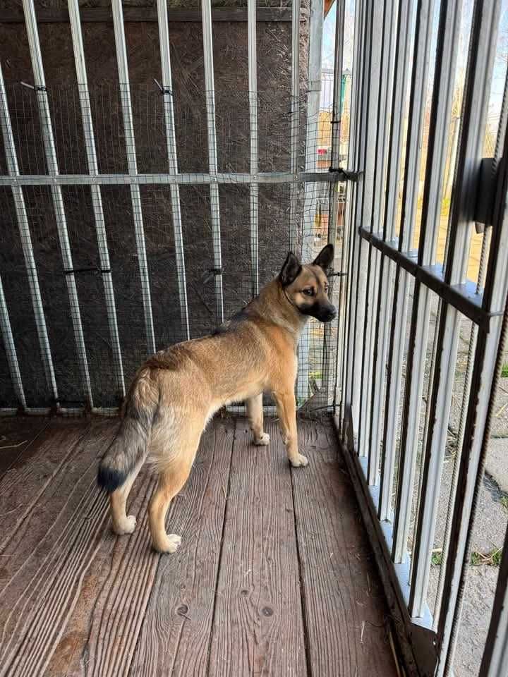 Psy do adopcji- pomożemy znaleźć przyjaciela