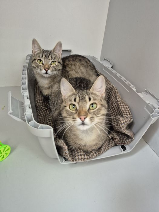 Киці, яких привезли військові, Поппі в Норі. ДоброКіт