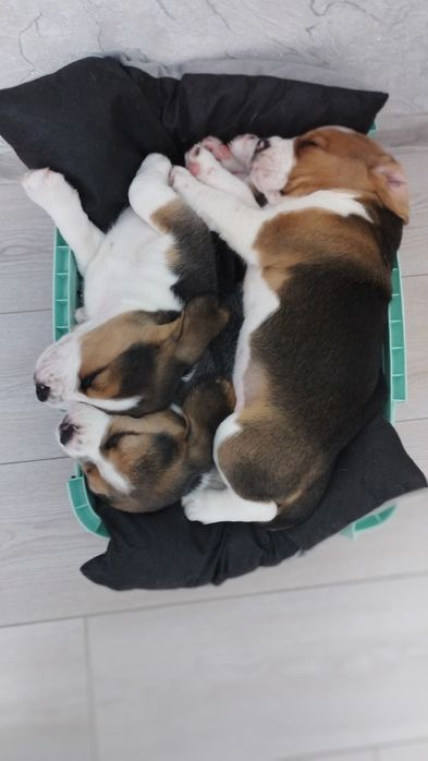 Цуценята породи бігль