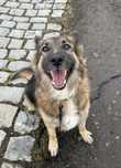 Suczka Diana w typie owczarka do adopcji!