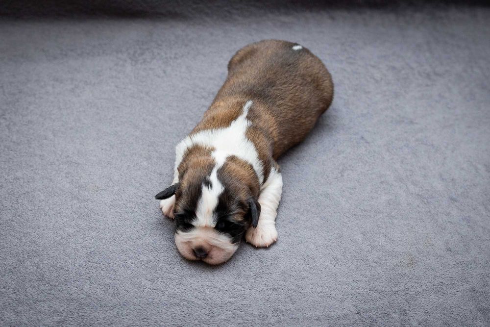 Bernardyn długowłosy - suczka ZKwP FCI