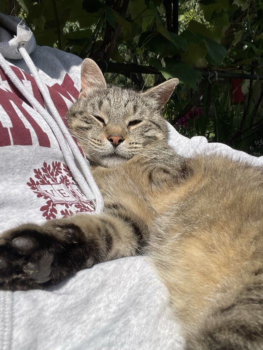 Котик трилапий у добрі руки