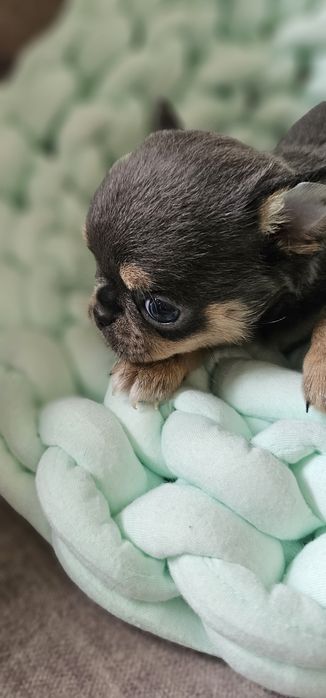 Chihuahua krótkowłosy blue tan