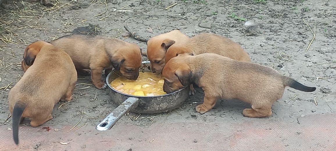 Віддам цуценят в добрі руки