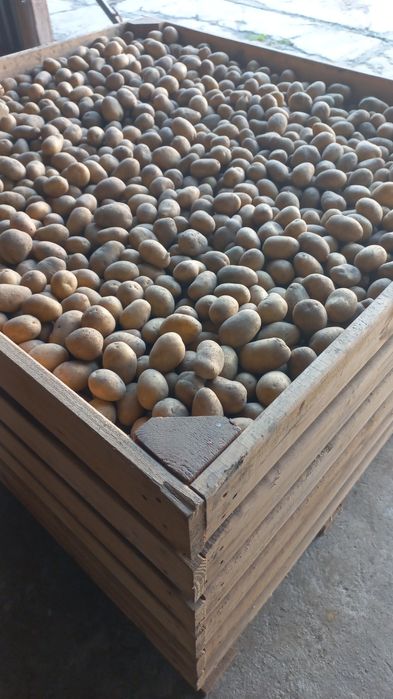 Ziemniaki Soraya 35-50