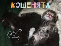 Кошенята шукають родину • котики в добрі руки