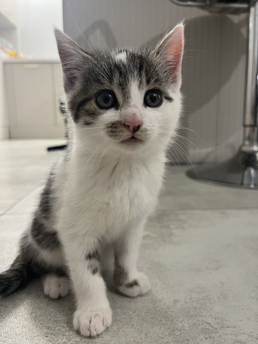 Śliczne małe kotki do oddania za darmo