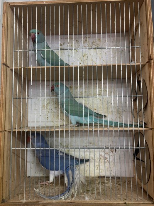 Sprzedam aleksandrety obrożne