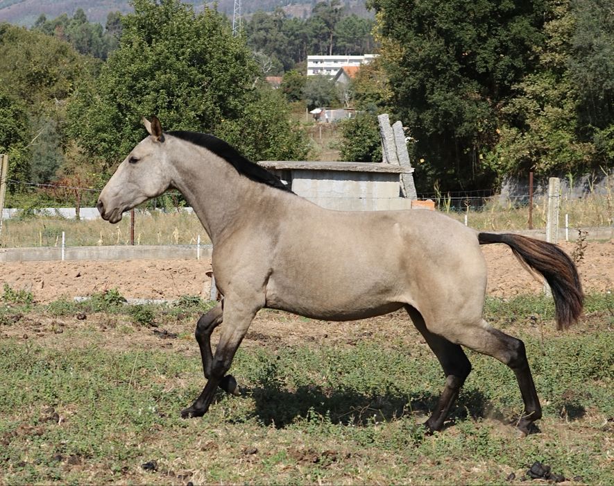 **Poldra 2 anos e meio baia lusitana**
