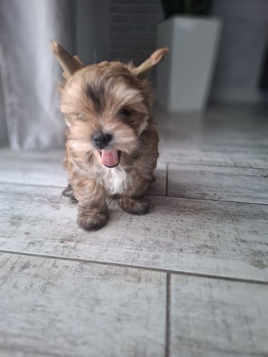 Yorkshire terrier OCEAN PEARL