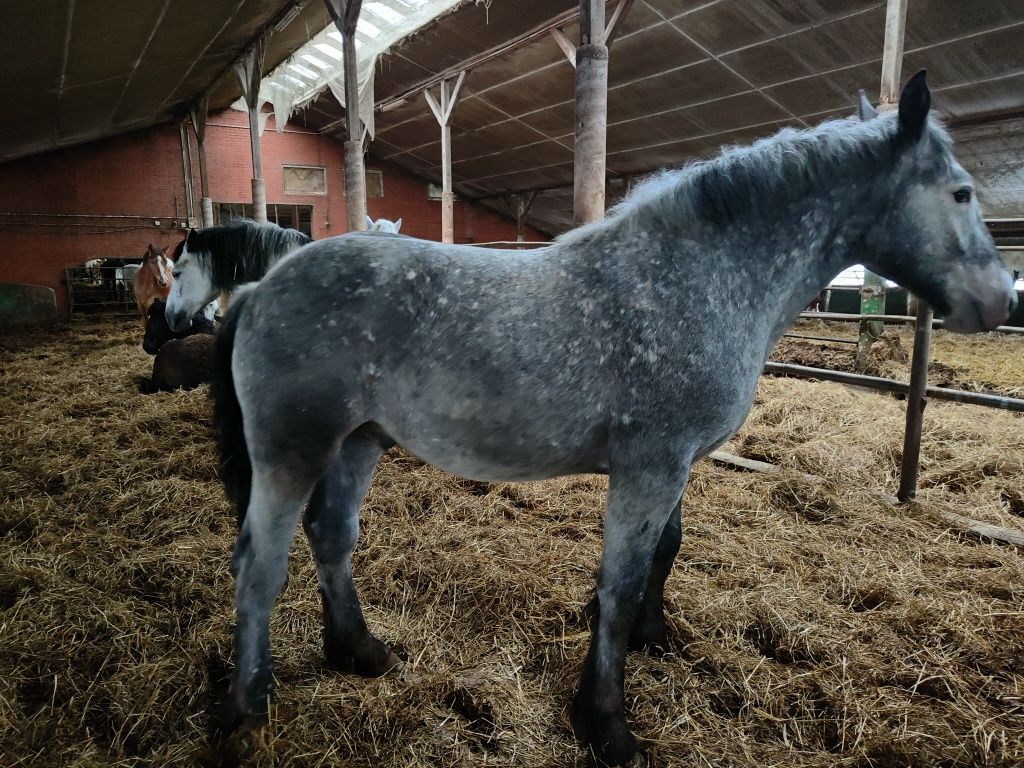 Sprzedam ogierki maści tarantowatej 3 sztuki polski koń zimnokrwisty