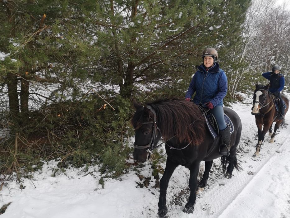 Wałach 5 lat, fryz x ślązak