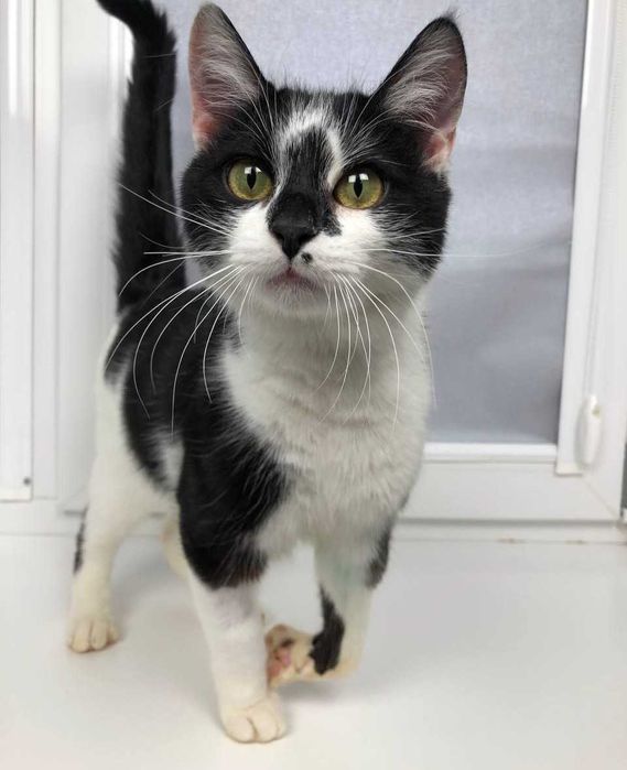 Яркий, красивый молоденький котик Лапка, около года