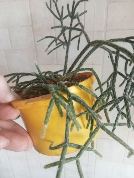 Хавортия лимифолия, блоссфельда- сукуленты. Алоэ остистое, гуэрния.